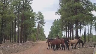 Wild horses in the Apache-Sitgreaves National Forest