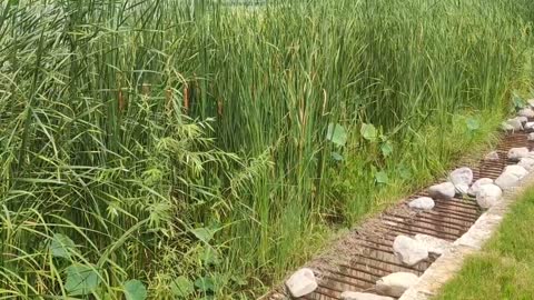 The dense grass by the lake is swaying in the wind