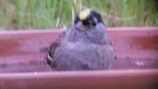 Gold-crested Sparrow in bird bath