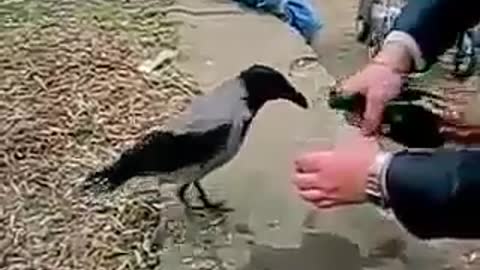 He made the crow drink wine. Funny video.