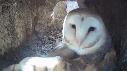 When barn owls Willow & Ghost's chicks hatched out