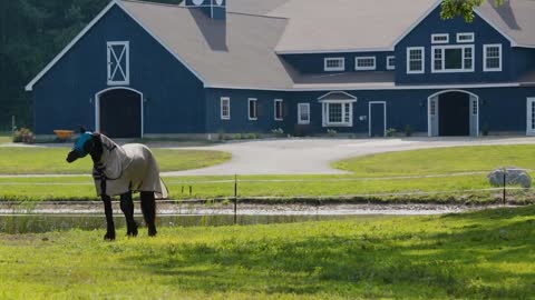 Horse wearing saddle blanket in tranquil farm with pond during summer