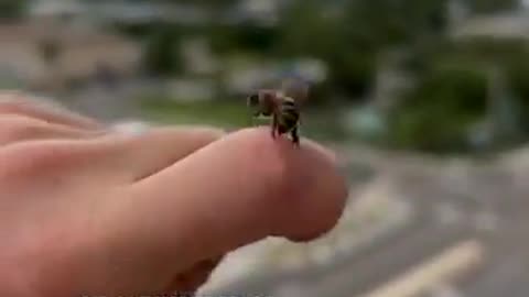 Sometimes honeybees will change their mind once they sting you