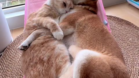 True Love Between Dog and Cat - So Sweet!