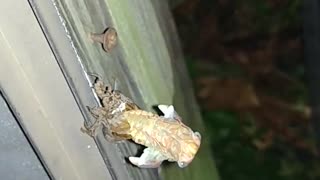 Cicada shedding its shell