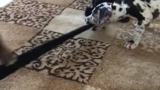 Puppy tug of war