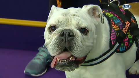 Watch Rudy the Bulldog crush the 2019 WKC Masters Agility course | FOX SPORTS