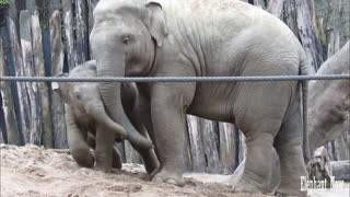 Little Elephant Has Fun Rolling On The Ground