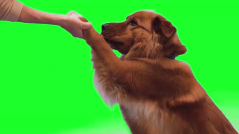 Green screen dog training | Puppy hand shake video| Dog funny no copyright