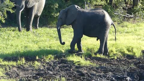 Elephant cleaning mud of his foot