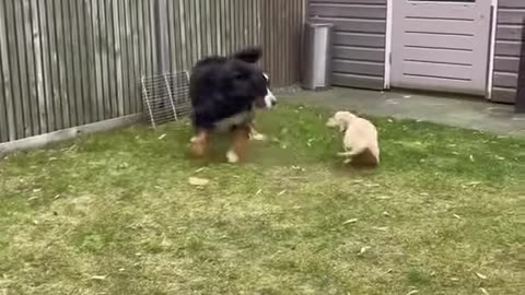 Golden Retriever puppy meets big dog !