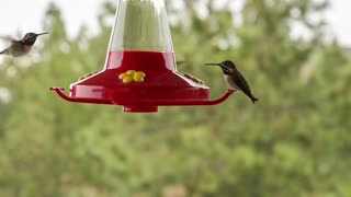 Hungry hummingbirds take a drink