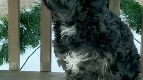 Cute puppy barking #dog