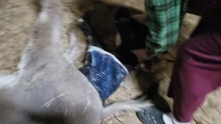 Baby donkey birth