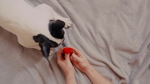 Man Shows His Dog A Wedding Ring 2021.