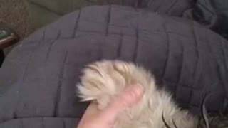 Woman rubs grey dog's paw on grey blanket