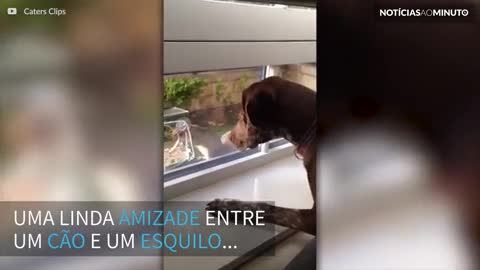 Cão faz amizade por um esquilo… através da janela!