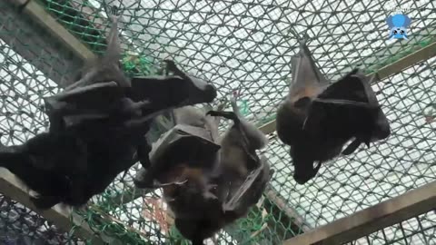 Baby flying-fox has xrays this is Labyrinth.mp4