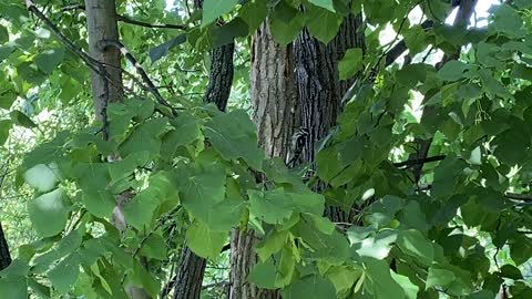 Wood peckers make noisy neighbours