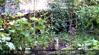 Ground Hog in Garden