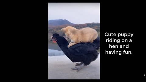 Cute puppy riding on a hen and having fun.