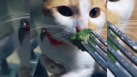 Hilarious kitten disgusted by the food - So funny 😂