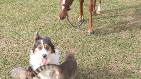 Horse wants to be part of the gang! Ft. Brutus, Jazzy, and Zozo