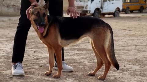 All About German Shepherd| Purebreed vs Mixed breed | ORIGIN of its LIFE| Rachit Panghal