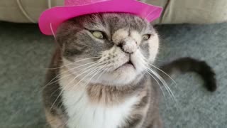 Trendy Cat Shows Off New Cowboy Hat