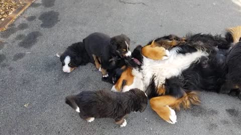 Bernese mountain dogs puppys playing with their mom #bernesemountain #bernese #bernesedogs