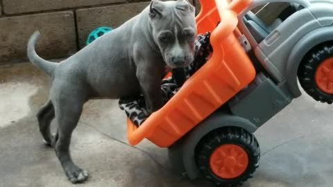 Cute puppy plays with dump truck