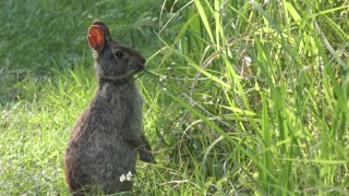 Marsh rabbit feeds on grass