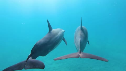 Dolphin fish swimming underwater in herd 6