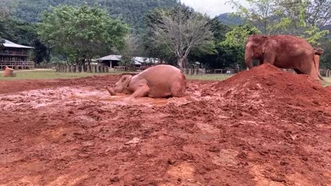 Enjoying muddy time with Chaba & Pyimai - EleFlix