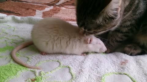 Cat Cleans Friendly Rat