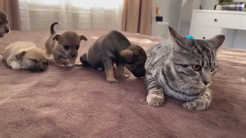 Funny Cat Reaction to Puppies