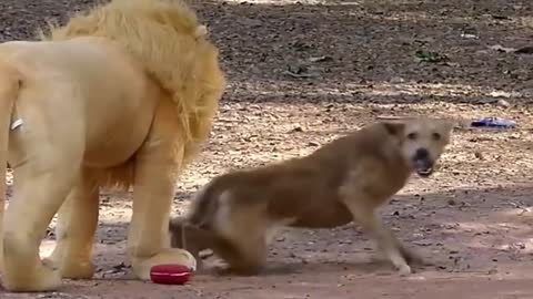 Troll Prank Dog Funny & Fake Lion and Tiger Prank To dog & Huge Box Prank to dog