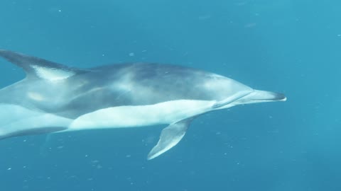 Dolphin Very Friendly Animal