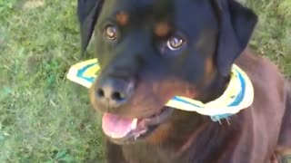 Dog has toy around his neck