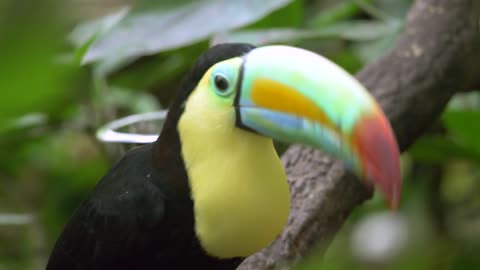 Very beautiful toucan bird