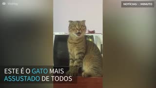 O gato mais assustado da internet