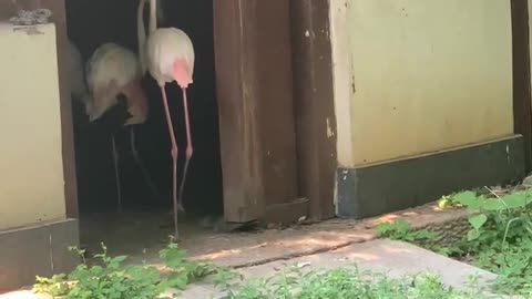 Flamingos are so big