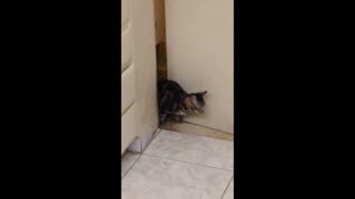Cat Opens Door By Himself