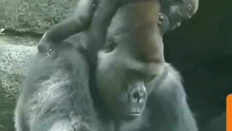 Gorilla Love: Heartwarming Moment of Baby Gorilla's Affection for Dad