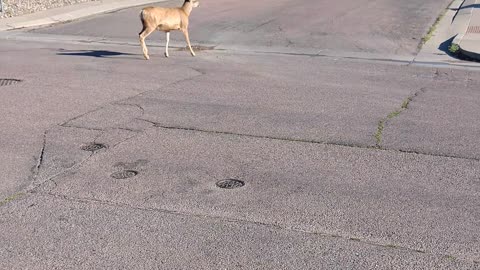 Walking the deer?