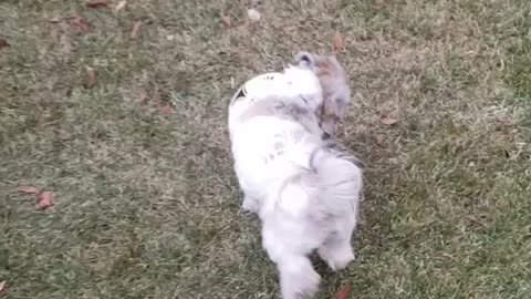 Dog that loves to play soccer.