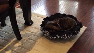 White dog and cat on bed fight each other