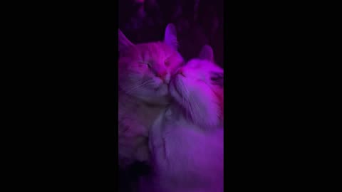 The sweet dream of two kittens