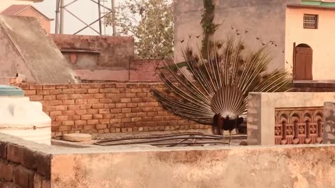 Beautiful peacock performing dance