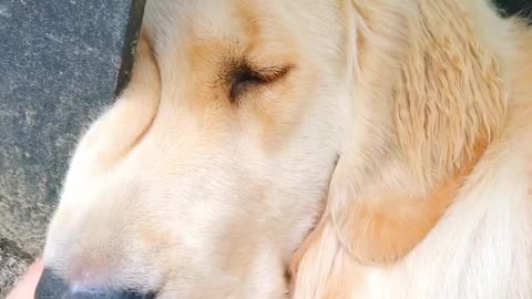 Cute retriever sleeping with his face pressed down